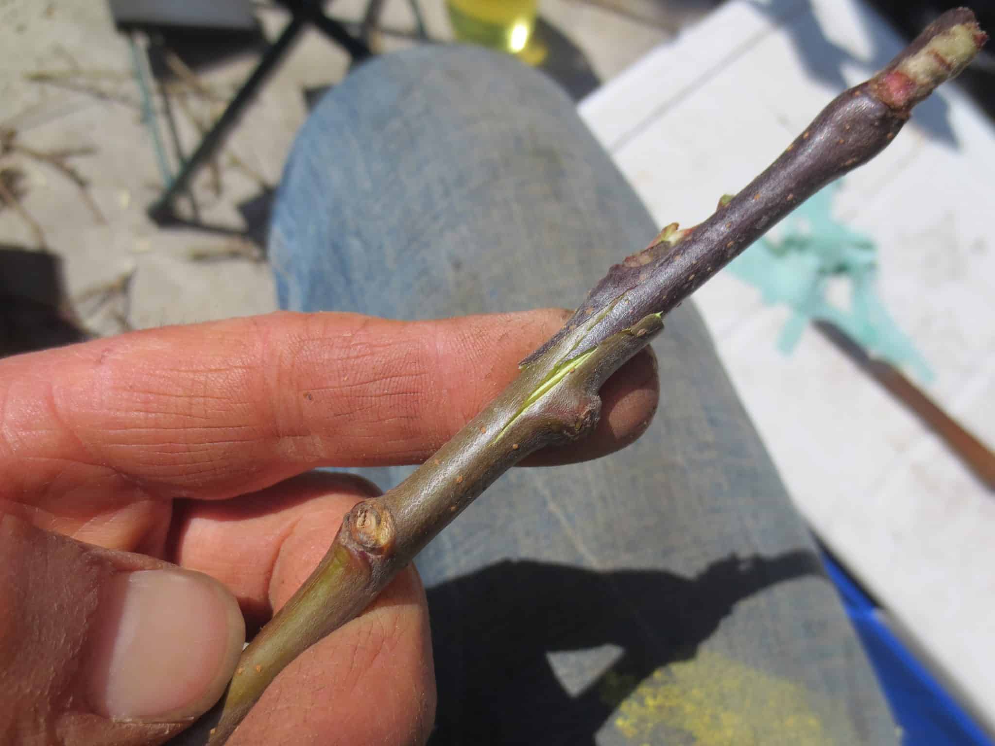 Apple Tree Grafting Mayberry, NC